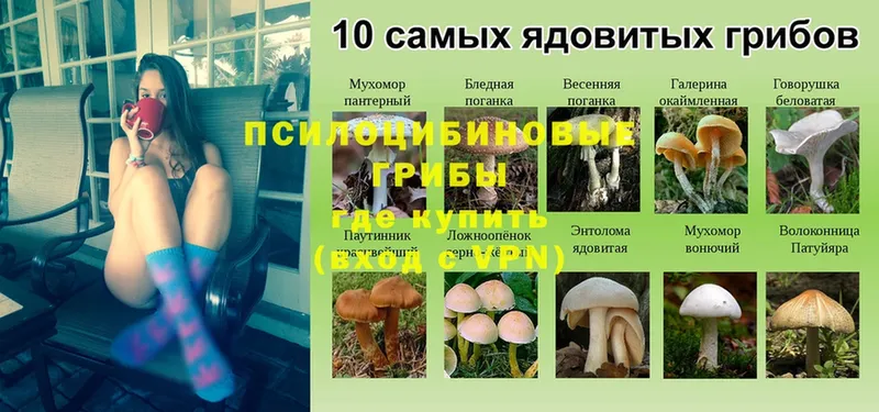 Псилоцибиновые грибы Cubensis Заречный